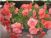 37d39c77-Marica auto 649.jpg
